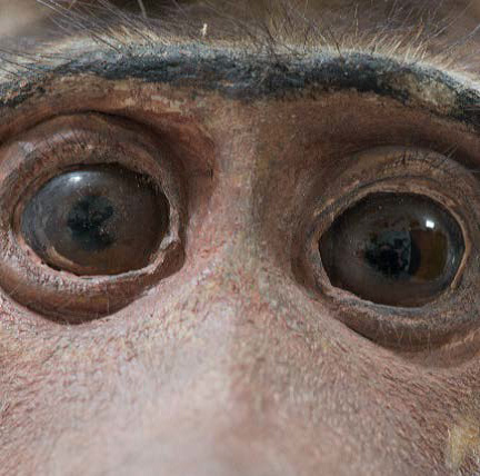 Abb.: Historisches Tierpräparat: Der indische Hutaffe des „Affenwerner“ (Foto: H. Langewellpott)