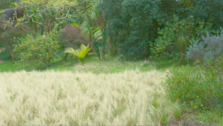 Eine Wiese mit hellgrünem Gras, umrahmt von kleinen Palmen und Büschen.