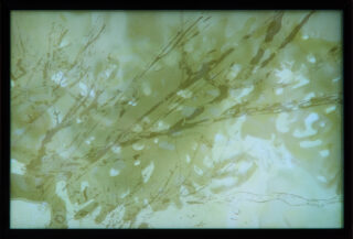 Abstraktes Bild in grünlich-gelben Tönen mit überlappenden organischen Linien und Formen, die an Zweige und Blätter erinnern, vor einem sanft strukturierten Hintergrund.