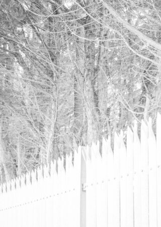 Vor einer dichten Ansammlung blattloser Bäume mit dünnen Ästen steht ein weißer Lattenzaun aus Holz.