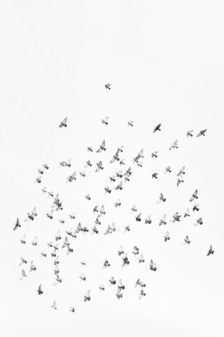 Ein großer Vogelschwarm fliegt in verschiedene Richtungen vor einem schlichten, größtenteils weißen Himmel.