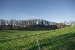 Ein schmaler Feldweg führt durch eine Wiese zu einer Reihe kahler Bäume unter einem klaren blauen Himmel.