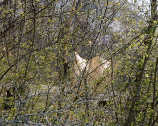 Ein blasses Pferd steht zwischen dichten, belaubten Bäumen und Ästen und wird teilweise vom umgebenden Laub in einem Waldgebiet verdeckt.