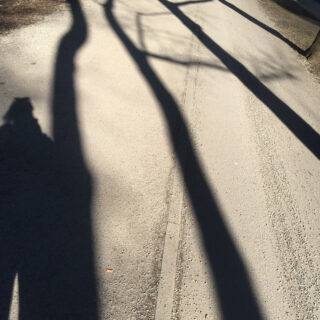 Schatten von Ästen und einer Person werden auf einen sonnenbeschienenen, gepflasterten Weg geworfen.