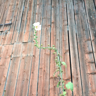 Vor einer verwitterten Holzwand wächst ein hoher, dünner Blütenstiel mit einer einzelnen weißen Blüte.
