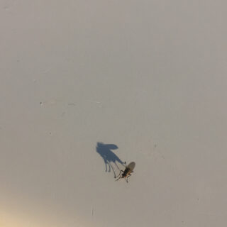 Ein kleines Insekt, das einen deutlichen Schatten auf eine schlichte, helle Oberfläche wirft.