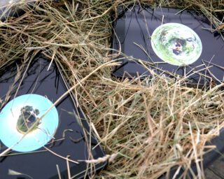 Zwei schwarze Vinyl-Schallplatten, teilweise mit trockenem Heu bedeckt, auf deren glänzenden Oberflächen Reflexionen sichtbar sind.