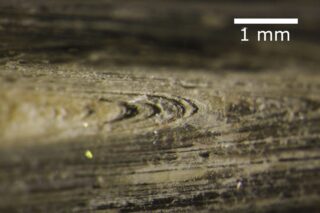 Nahaufnahme von geschichteten Rillen und Texturen auf einer Oberfläche, dargestellt mit einem Maßstab von 1 Millimeter als Größenreferenz.