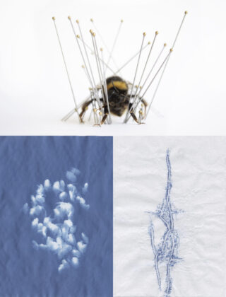 Eine mit Nadeln durchbohrte Biene auf weißem Hintergrund über zwei strukturierten blau-weißen abstrakten Mustern.