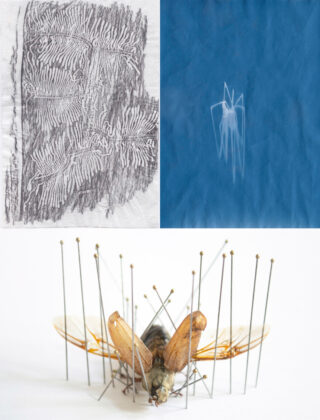 Eine Collage aus drei Bildern: ein strukturierter Bleistiftabdruck, eine blau getönte Insektensilhouette und ein festgestecktes Insektenexemplar mit ausgebreiteten Flügeln.