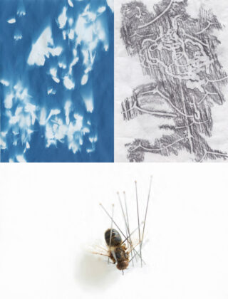 Ein Triptychon mit weißen, federähnlichen Mustern auf blauem Grund, verschlungenen Linien auf weißem Papier und einem aufgesteckten Insektenexemplar mit ausgestreckten Fühlern auf weißem Hintergrund.