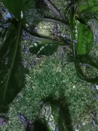 Nahaufnahme von nassen grünen Blättern und violetten Blütenblättern, die auf einem Stück Kunstrasen verstreut sind.