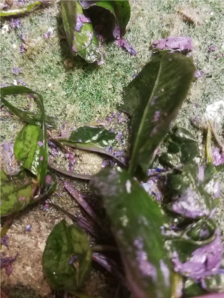 Nahaufnahme von grünen Blättern, die mit verstreuten violetten Farbflecken auf einer grünen, strukturierten Oberfläche bedeckt sind.