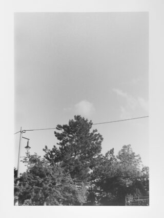 Schwarzweißfoto von Baumkronen unter klarem Himmel, auf der linken Seite des Bildes sind eine Straßenlaterne und eine Stromleitung zu sehen.