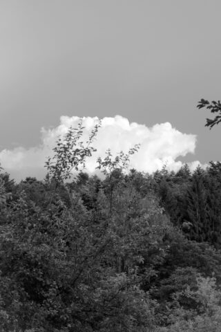 Eine große weiße Wolke schwebt über einem dichten Wald mit belaubten Bäumen im Vordergrund, dargestellt in Schwarzweiß.