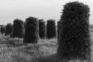 Auf diesem Schwarzweißfoto stehen hohe, zylindrische Büsche auf einer Wiese unter einem bewölkten Himmel.