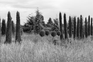 Hohe, schmale Bäume und kugelförmig geschnittene Büsche stehen in einer Reihe inmitten von hohem Gras in einer Außenlandschaft unter einem bewölkten Himmel.