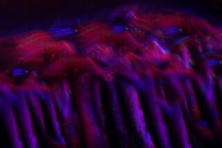 Abstraktes Bild mit lebendigen Streifen und Formen in Rot-, Lila- und Blautönen, die einen verschwommenen, dynamischen und vielschichtigen visuellen Effekt erzeugen.