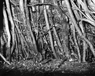 Eine dichte Ansammlung vertikaler und schräger Äste und Zweige, mit auf dem Boden verstreuten Blättern und Abfall, dargestellt in Schwarzweiß.