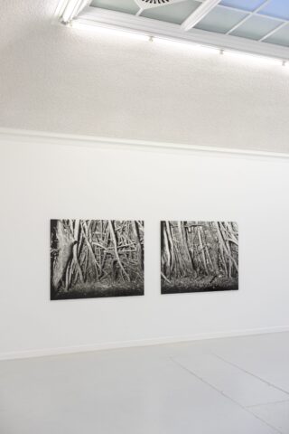 Zwei Schwarzweißfotografien dichter Äste werden nebeneinander an einer weißen Galeriewand unter einer Decke mit Oberlichtern und Schienenbeleuchtung gezeigt.