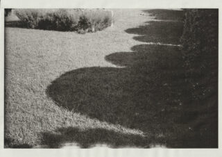 Schwarzweißfoto von Gras mit geschwungenen Schatten von Büschen oder Sträuchern, die sich vom unteren linken bis zum oberen rechten Bildrand erstrecken.