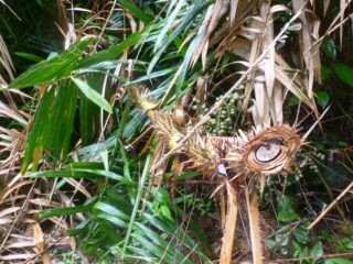 Eine Nahaufnahme eines frisch gefällten Palmenstamms, umgeben von grünen und braunen Blättern in einer dichten tropischen Umgebung.