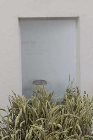 Ein Bündel Weizenhalme steht vor einem Milchglasfenster in einer schlichten weißen Wand.