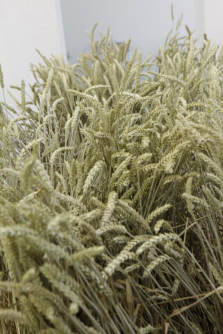 Eine Nahaufnahme einer dichten Ansammlung reifer Weizenhalme mit goldenen Ästen im Freien.