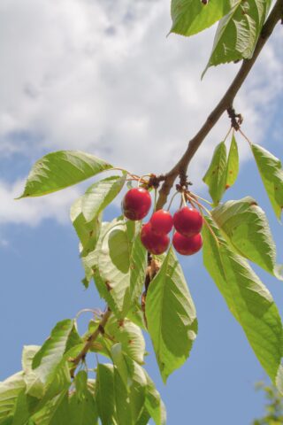 Eine Gruppe reifer roter Kirschen hängt an einem Ast mit grünen Blättern vor einem blauen Himmel mit Wolken.