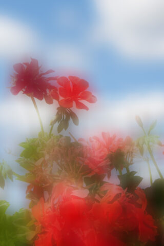 Rote Blumen mit grünen Blättern erscheinen im Vordergrund vor einem Hintergrund aus blauem Himmel und weißen Wolken verschwommen.