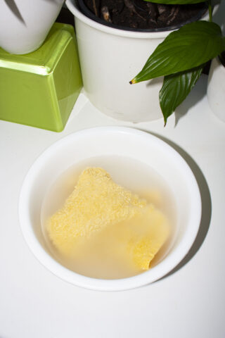 Eine weiße Schüssel mit Wasser und zwei Stücken gelbem Schwamm steht auf einer weißen Oberfläche neben Topfpflanzen.