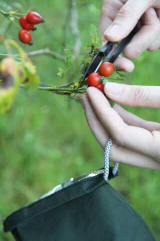 Eine Person schneidet mit einer Gartenschere rote Beeren von einer Pflanze und hält sie im Freien über einen grünen Beutel.