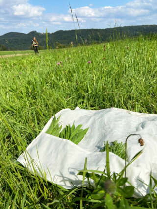 Ein Tuch mit gepflückten grünen Blättern liegt auf hohem Gras auf einer Wiese, während in der Ferne eine Person unter einem teilweise bewölkten Himmel in der Nähe von Hügeln spazieren geht.