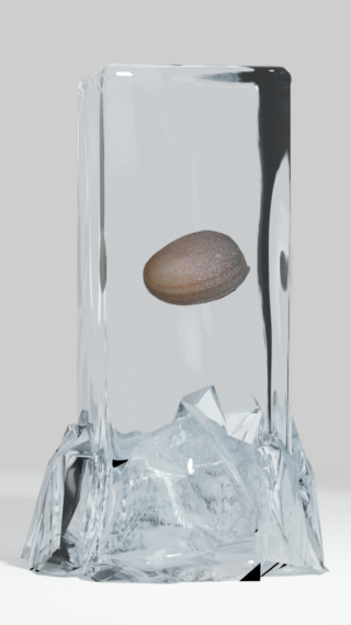 Ein einzelner brauner Samen hängt in einem klaren, rechteckigen Eisblock mit einer rauen, rissigen Basis vor einem schlichten hellen Hintergrund.