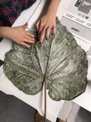 Eine Person drückt ihre Hände auf ein großes, geädertes Blatt, das flach auf einem Tisch liegt, mit Zeitungen und Pappe darunter.