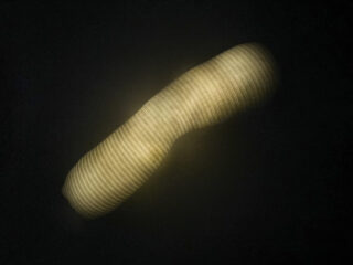 Vor einem dunklen Hintergrund erscheint eine verschwommene, längliche Lichtquelle mit horizontalen Linien.