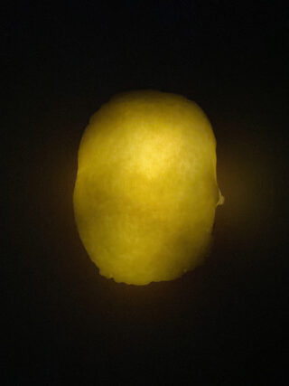 Eine einzelne Zitronenscheibe wird von hinten beleuchtet und erzeugt so vor einem dunklen Hintergrund ein leuchtend gelbes Erscheinungsbild.