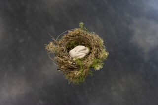 Ein kleines Vogelnest mit Moos enthält ein weißes, geformtes Objekt, das einer zusammengerollten Hand ähnelt, vor einem dunklen, unscharfen Hintergrund.