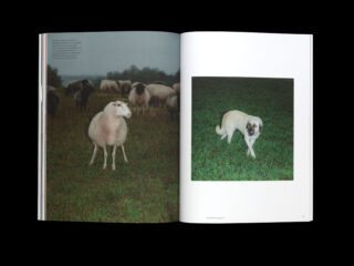 Ein Buch ist auf zwei Seiten aufgeschlagen; auf der linken Seite stehen Schafe auf einer Wiese, während auf der rechten Seite ein Hund zu sehen ist, der über grünes Gras läuft.