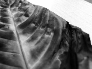 Nahaufnahme eines großen, dunklen, strukturierten Blattes mit sichtbaren Adern und Oberflächenfehlern, in Schwarzweiß auf einer hellen Oberfläche fotografiert.