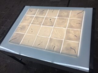 Ein Leuchttisch mit 20 durchscheinenden rechteckigen Paneelen mit pflanzenwurzelähnlichen Mustern und organischen Markierungen.