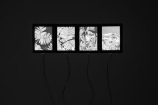Auf vier vertikal ausgerichteten Bildschirmen werden Schwarzweiß-Nahaufnahmen von Blättern angezeigt. Sie sind an einer dunklen Wand angebracht, und unter jedem Bildschirm hängen sichtbare Verbindungskabel.
