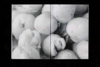 Nahaufnahme mehrerer runder, heller Beeren, einige mit sichtbaren Unvollkommenheiten, die auf den Seiten eines offenen Buches verteilt sind.