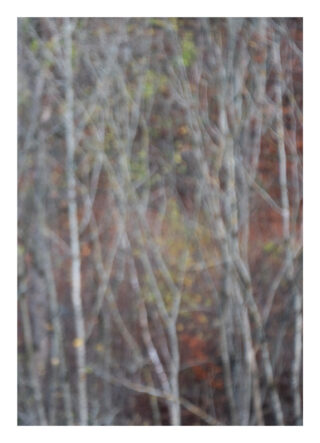 Unscharfes Bild von kahlen Baumstämmen und Ästen vor braunem und grünem Hintergrund, das ein weiches, abstraktes Erscheinungsbild erzeugt.