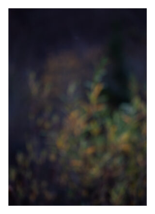 Ein abstraktes, unscharfes Bild mit verschwommenem grünem und gelbem Laub vor einem dunklen Hintergrund.