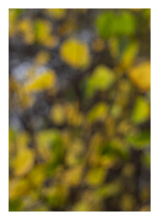 Ein verschwommenes Bild, das unscharfe grüne und gelbe Blätter mit Zweigen zeigt, wodurch ein abstrakter und undeutlicher Hintergrund entsteht.