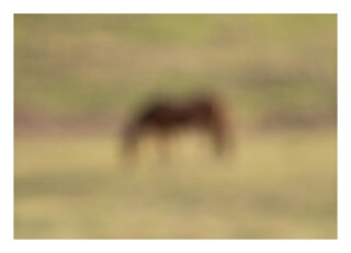 Ein verschwommenes Bild mit einer undeutlichen braunen Form, die einem auf Gras stehenden Pferd ähnelt, vor einem grün-beigen Hintergrund.