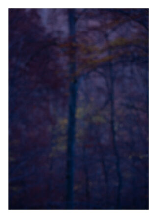 Ein verschwommenes Bild von Bäumen in einem Wald mit dunkelblauen und violetten Tönen und einem schwachen Hauch von gelbem und braunem Laub.