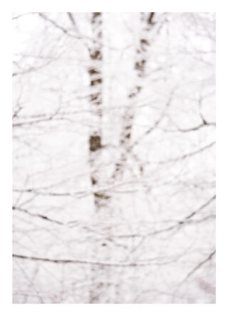 Ein verschwommenes Bild von schneebedeckten Baumstämmen und Ästen vor einem weichen, weißen Hintergrund.