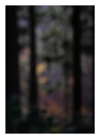 Ein verschwommenes Bild eines Waldes mit hohen Bäumen und gedämpften Grün-, Braun- und Dunkeltönen.